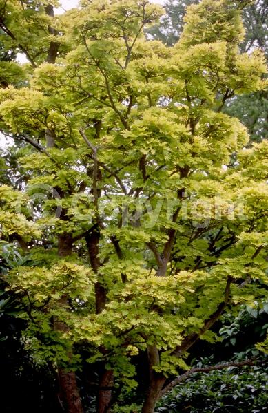 Red blooms; Deciduous; Broadleaf