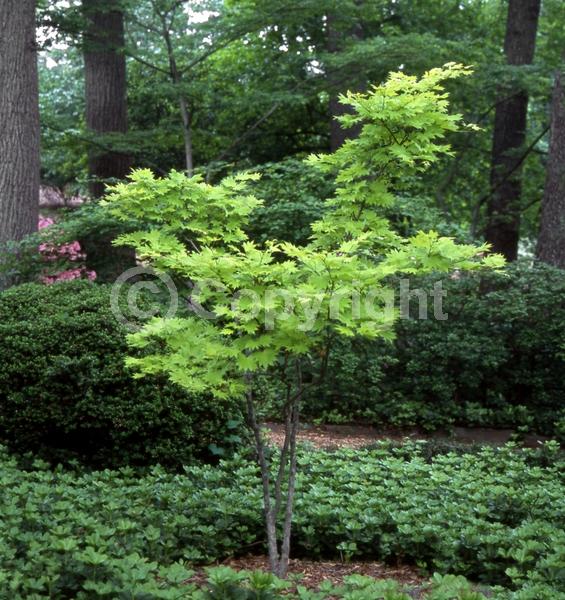 Red blooms; Deciduous; Broadleaf