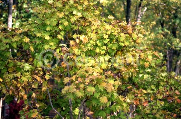 Red blooms; Deciduous; Broadleaf