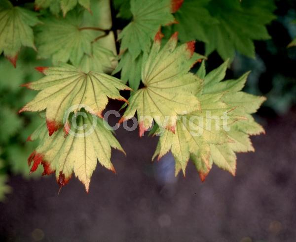Red blooms; Deciduous; Broadleaf