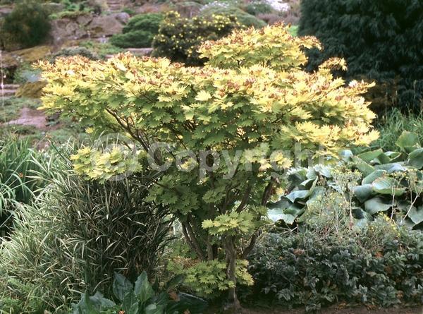 Red blooms; Deciduous; Broadleaf