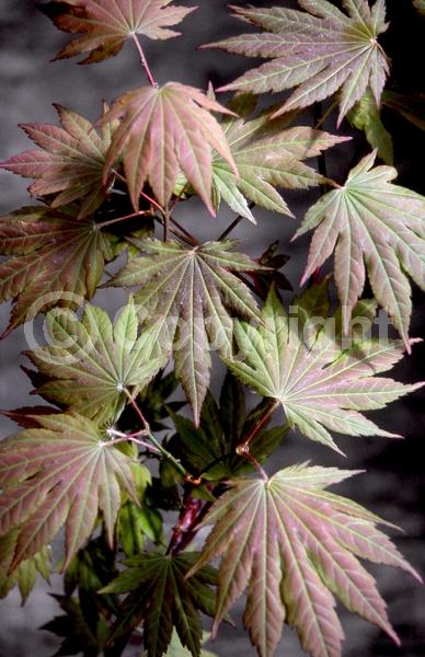 Red blooms; Deciduous; Broadleaf