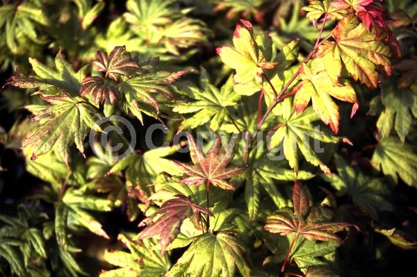 Red blooms; Deciduous; Broadleaf