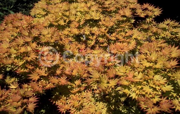 Red blooms; Deciduous; Broadleaf