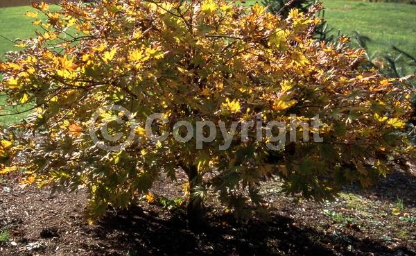 Red blooms; Deciduous; Broadleaf