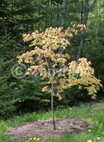 Red blooms; Deciduous; Broadleaf