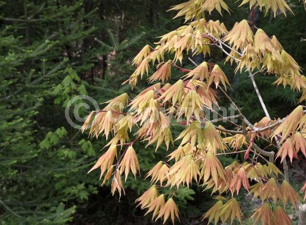 Red blooms; Deciduous; Broadleaf