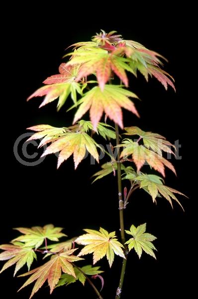 Red blooms; Deciduous; Broadleaf