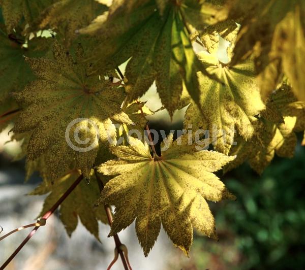 Red blooms; Deciduous; Broadleaf