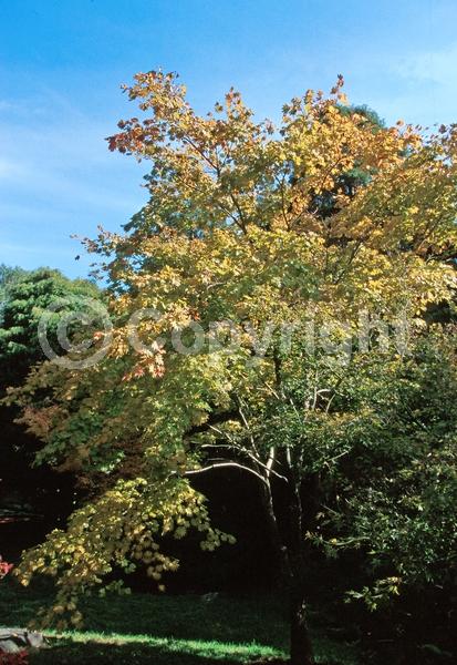 Red blooms; Deciduous; Broadleaf