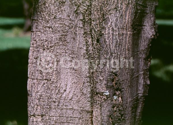 Yellow blooms; Deciduous