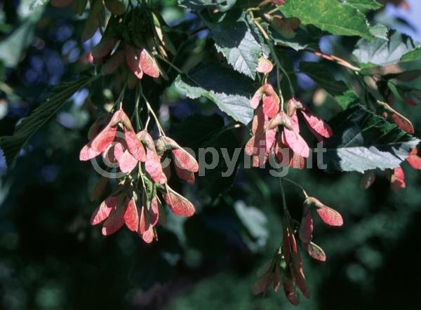 Yellow blooms; Deciduous