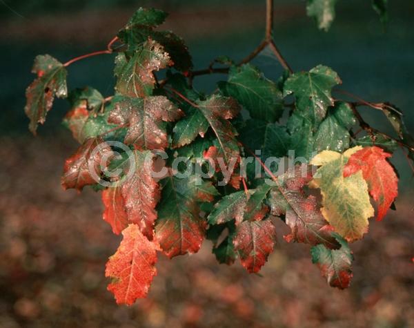 White blooms; Deciduous; Broadleaf