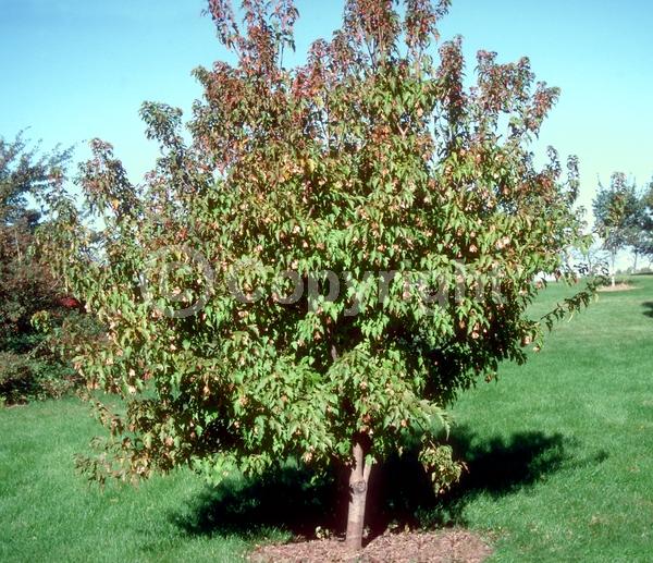 White blooms; Deciduous; Broadleaf