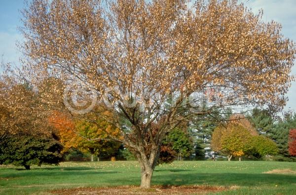 White blooms; Deciduous; Broadleaf