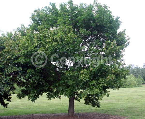 White blooms; Deciduous; Broadleaf