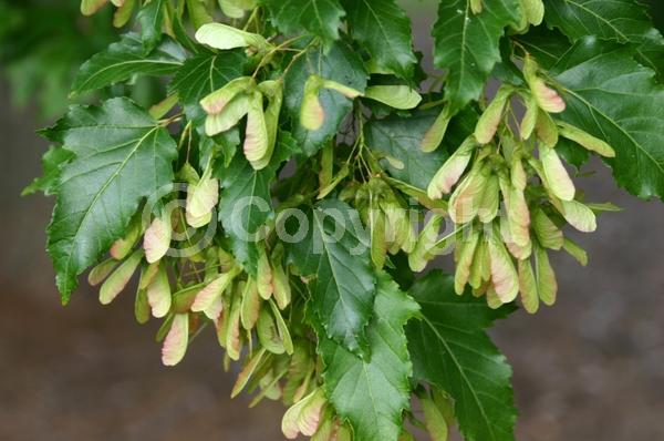 White blooms; Deciduous; Broadleaf