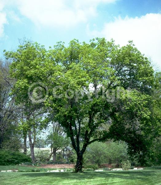 White blooms; Green blooms; Deciduous; Broadleaf