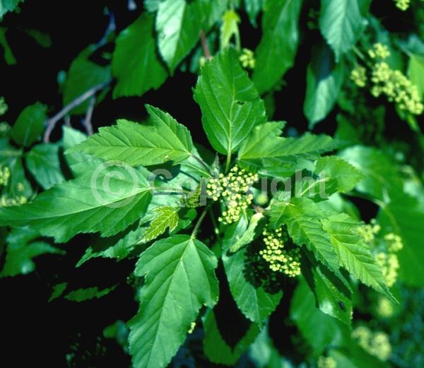 White blooms; Green blooms; Deciduous; Broadleaf
