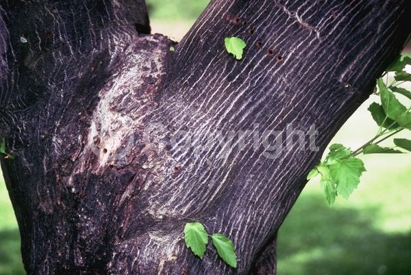White blooms; Green blooms; Deciduous; Broadleaf