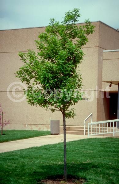 White blooms; Green blooms; Deciduous; Broadleaf