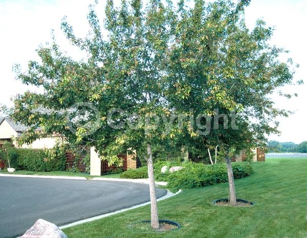 White blooms; Deciduous; Broadleaf