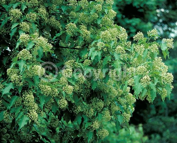 White blooms; Deciduous; Broadleaf