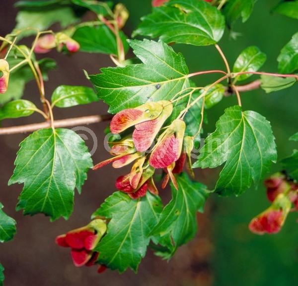 White blooms; Deciduous; Broadleaf