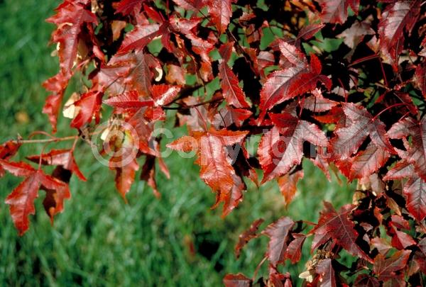 White blooms; Deciduous; Broadleaf