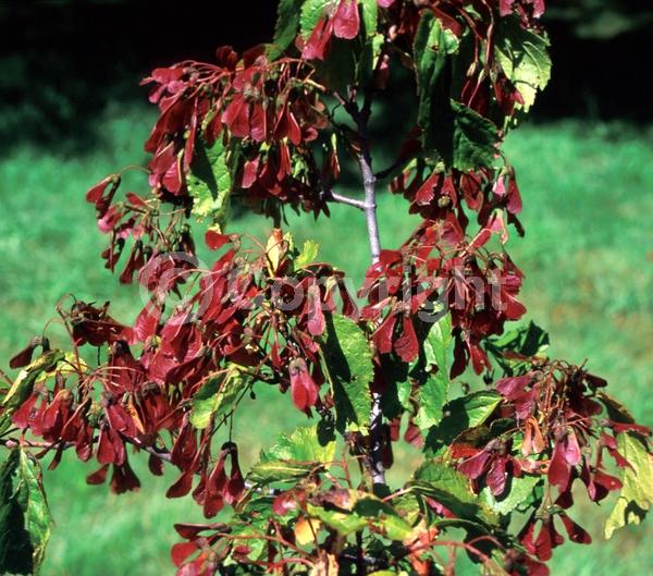 White blooms; Green blooms; Deciduous; Broadleaf