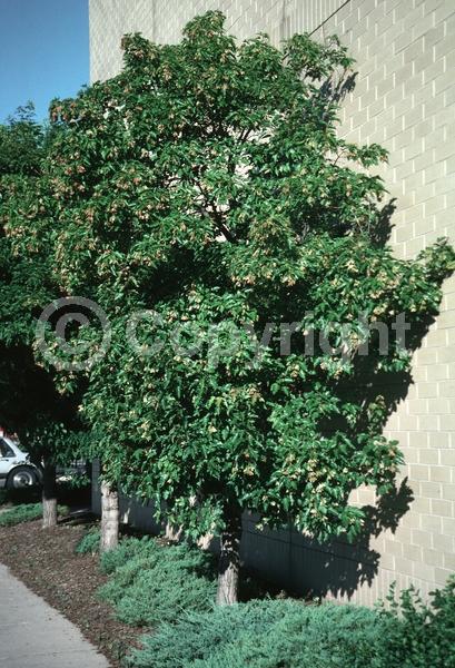 White blooms; Deciduous; Broadleaf