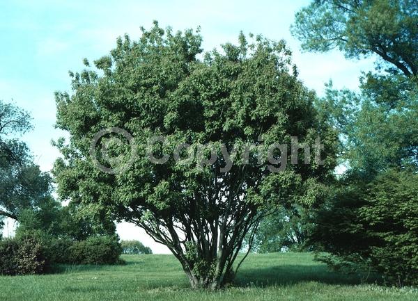 White blooms; Deciduous; Broadleaf