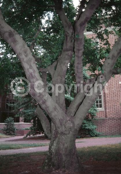 White blooms; Deciduous; Broadleaf