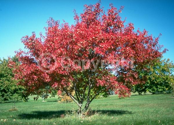 White blooms; Deciduous; Broadleaf