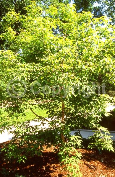 Yellow blooms; Green blooms; Deciduous; Broadleaf