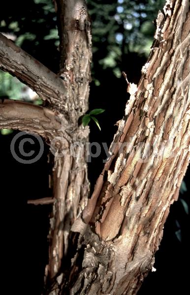 Yellow blooms; Green blooms; Deciduous; Broadleaf