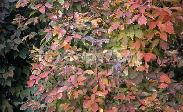 Yellow blooms; Green blooms; Deciduous; Broadleaf