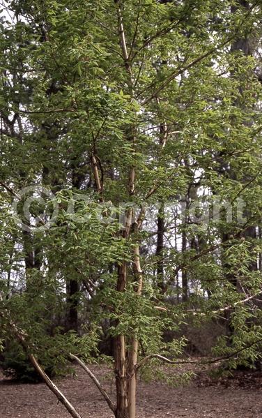 Yellow blooms; Green blooms; Deciduous; Broadleaf