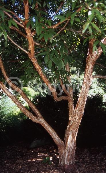 Yellow blooms; Green blooms; Deciduous; Broadleaf