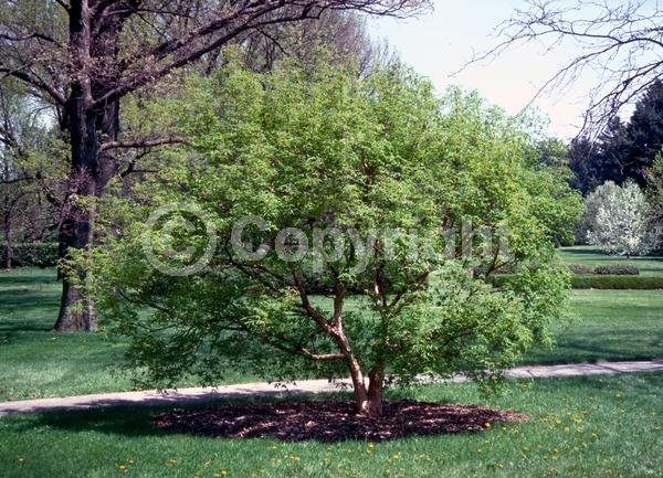 Yellow blooms; Green blooms; Deciduous; Broadleaf