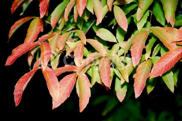 Yellow blooms; Green blooms; Deciduous; Broadleaf