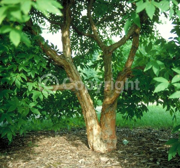 Yellow blooms; Green blooms; Deciduous; Broadleaf