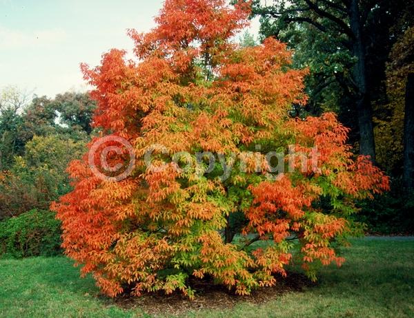 Yellow blooms; Green blooms; Deciduous; Broadleaf