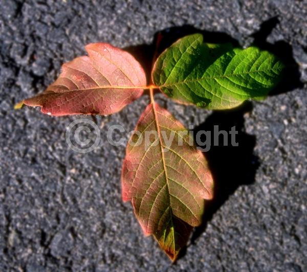 Yellow blooms; Green blooms; Deciduous; Broadleaf