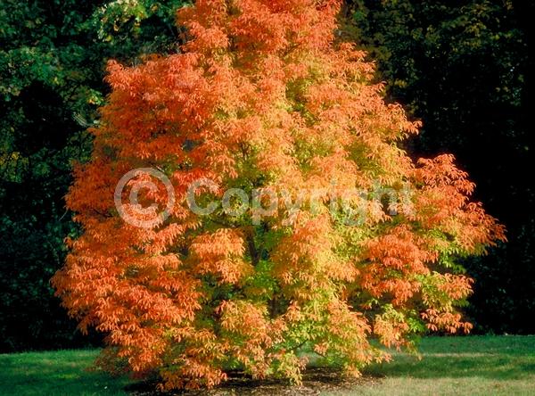 Yellow blooms; Green blooms; Deciduous; Broadleaf