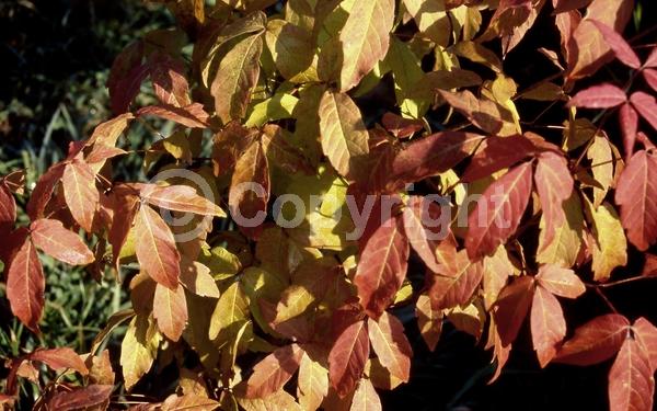Yellow blooms; Green blooms; Deciduous; Broadleaf