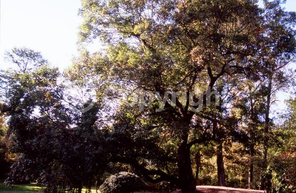 Yellow blooms; Green blooms; Deciduous; Broadleaf
