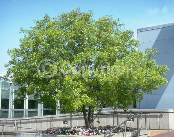 Yellow blooms; Green blooms; Deciduous; Broadleaf