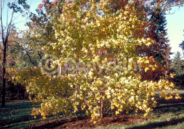 Yellow blooms; Green blooms; Deciduous; Broadleaf