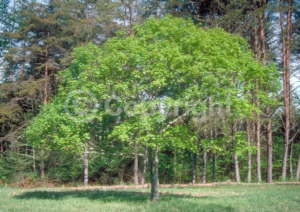 Yellow blooms; Green blooms; Deciduous; Broadleaf